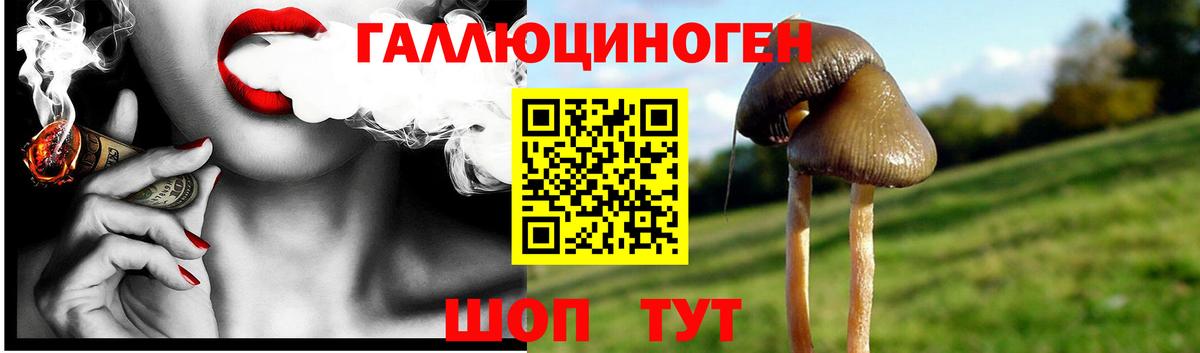 Псилоцибиновые грибы Psilocybine cubensis Старая Русса